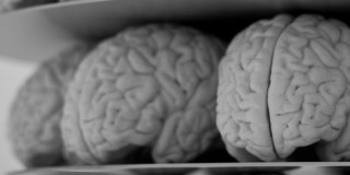 6 Neuromarketing Stimuli That Speak to the Old Brain