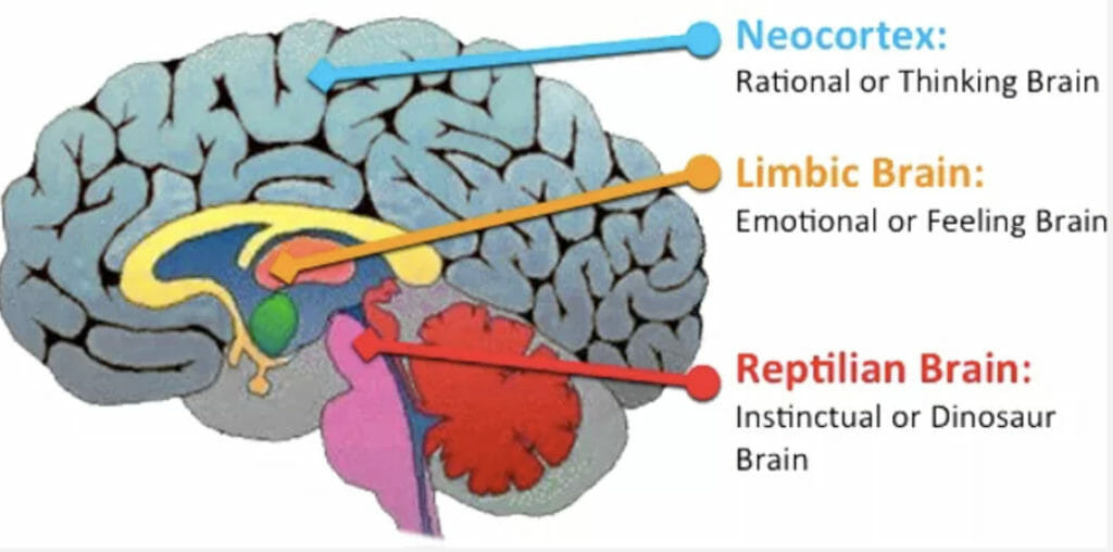 Parts of the brain.