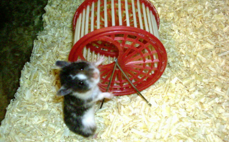 hamster next to wheel.